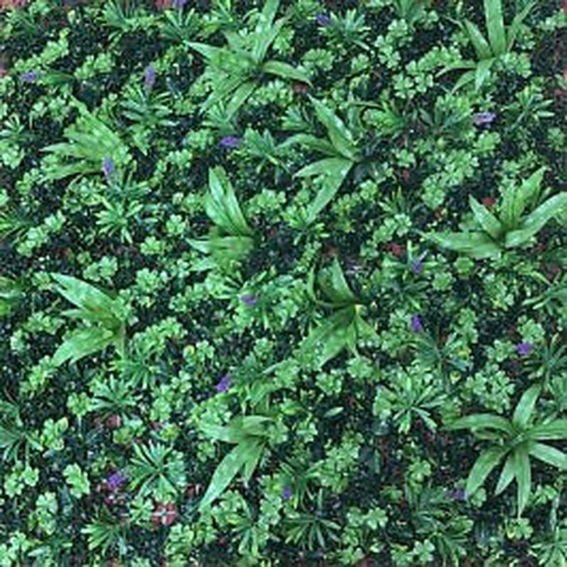 Jardín Hierbas y Flores